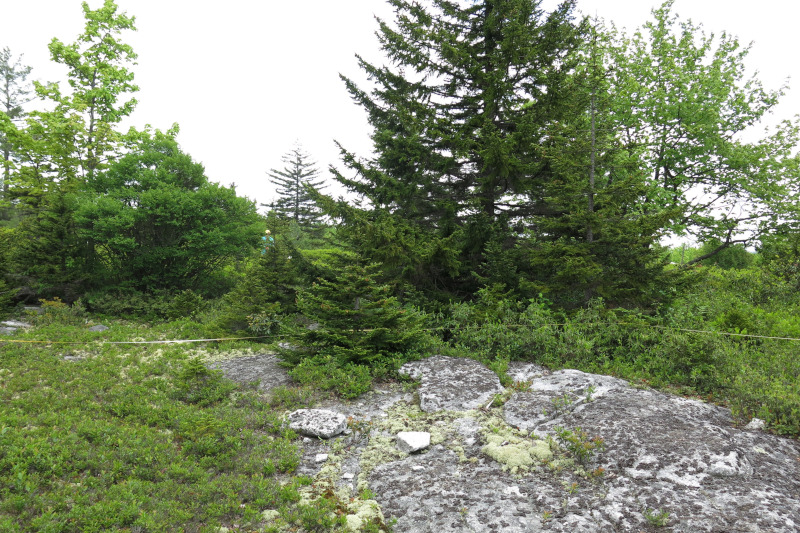 Red Spruce Rocky Summit